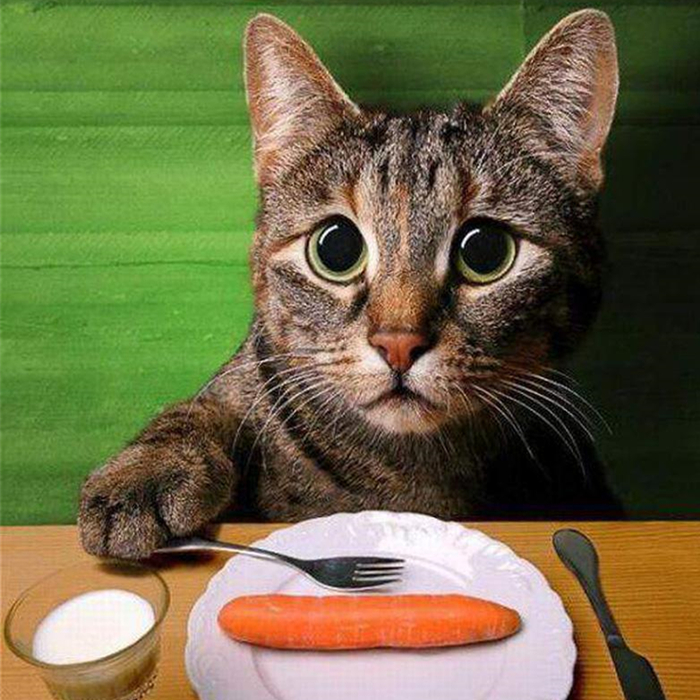 辟谣,猫咪补锰就喂它动物毛?当心爱猫肠梗阻,猫咪:刚吐完啊