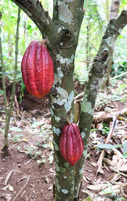 巴厘岛什锦饭和猫屎咖啡,巴厘岛的猫屎咖啡豆的价位