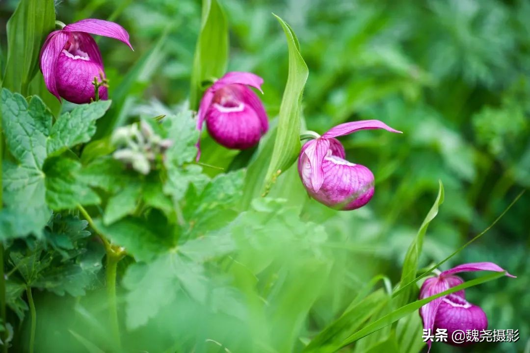 各个季节的野生兰花,北京百花山野生兰花图片