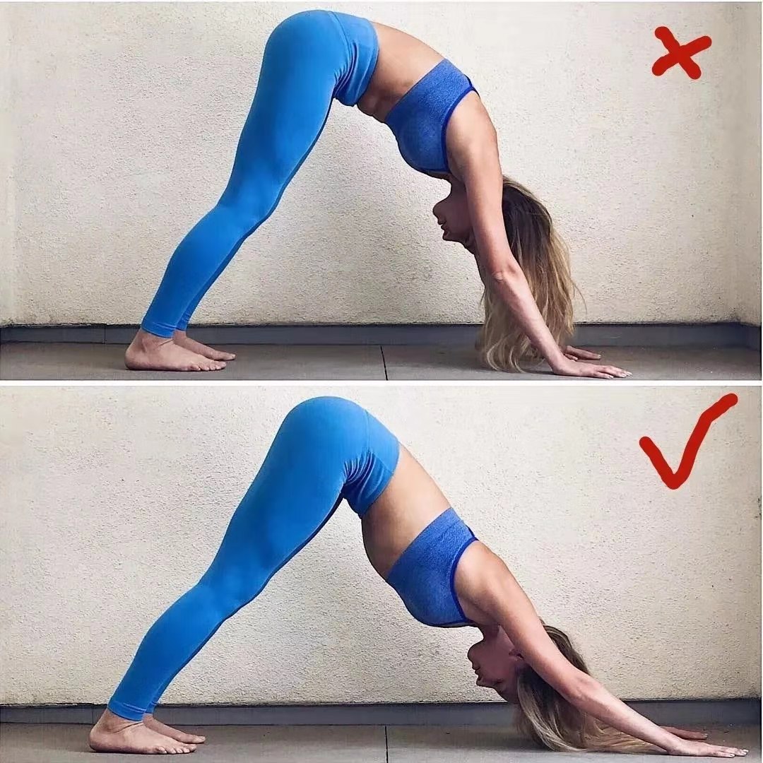 瑜伽下犬式解剖要点,初学者瑜伽下犬式能坚持多久