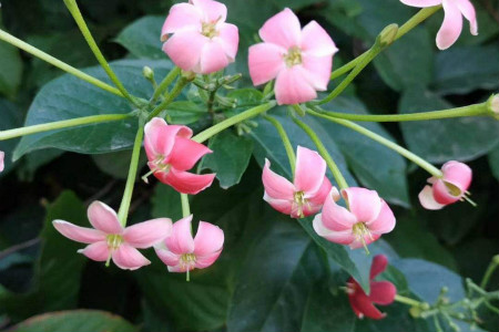 使君子开花有什么寓意,使君子故事