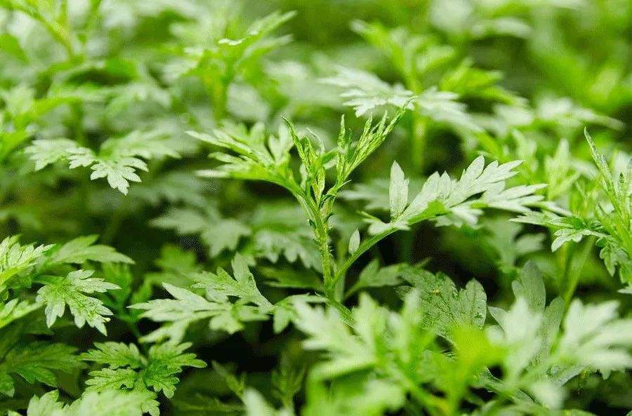 治蚊虫叮咬的可以做盆栽的野草,可以治疗蚊虫叮咬的野草