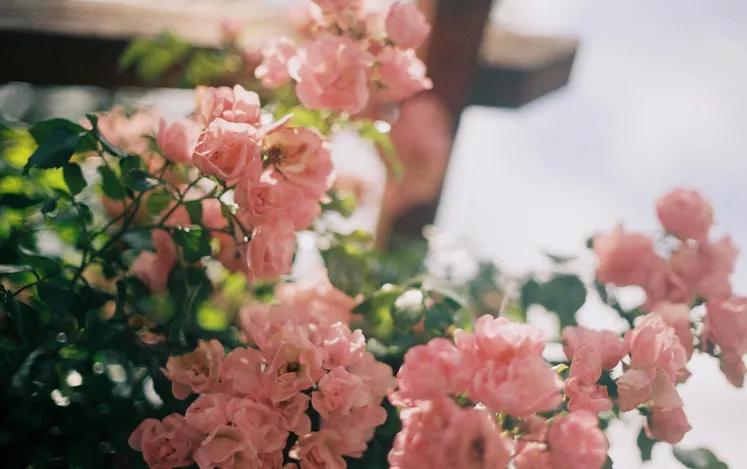 为什么觉得自己的腋臭好闻,腋臭是一种香吗