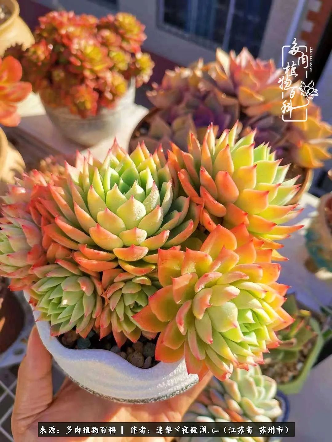 围观多肉版武林大会，一起穿越吧,下