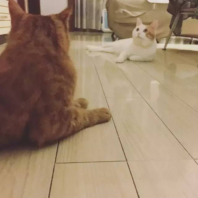 她救下一只得皮肤病脾气巨差的猫咪，花了两个月变身软萌美喵