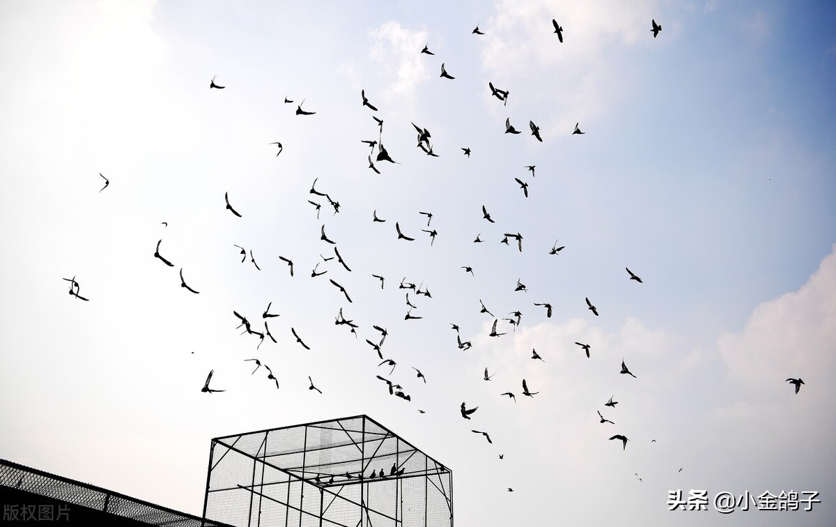 天落鸽进棚,天落鸽子进笼门