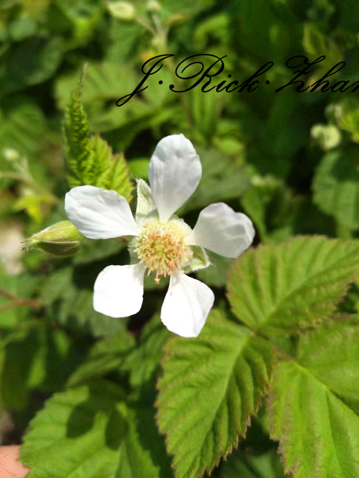 如何种野生树莓,树莓果的种子怎么种植