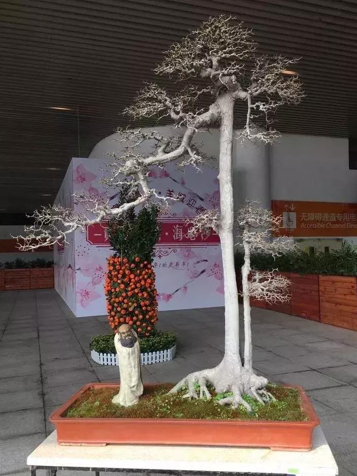 最值得收藏的六种盆景树种是哪种,常见的盆景树种有哪些