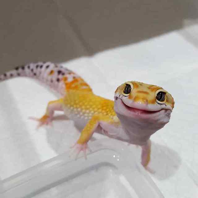 豹纹守宫小苗子尾巴枯萎照片,豹纹守宫尾巴枯萎是怎样形成的