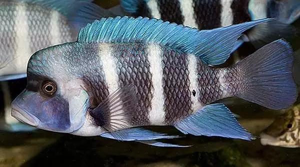 饲养三湖慈鲷鱼须加冲浪棒吗,饲养三湖慈鲷一定要铺底砂吗