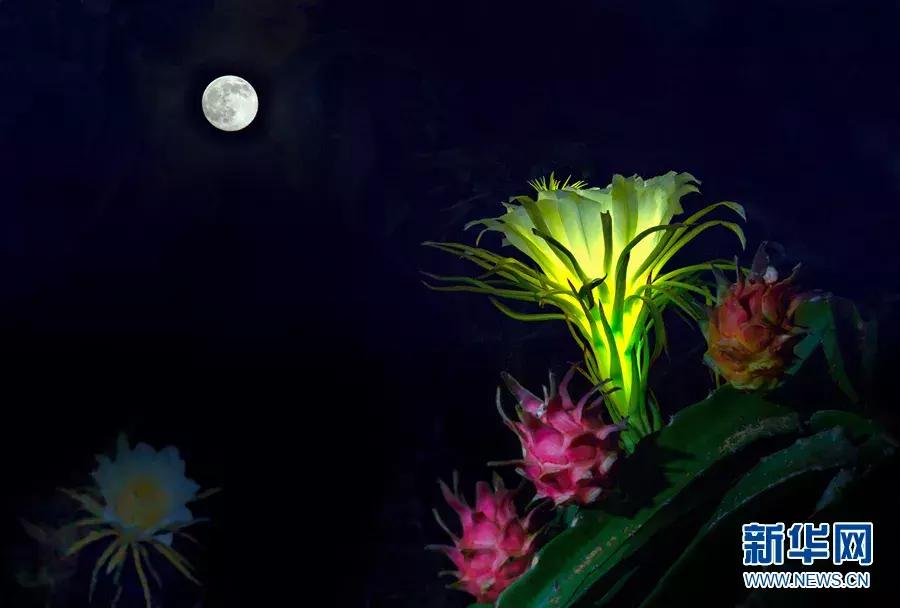 又甜又香的火龙果,夏天火龙果这样吃太凉爽了