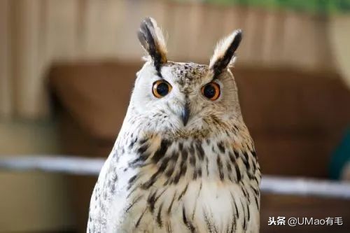 宫崎骏老爷爷笔下经典形象龙猫的原型居然是个鸟,WTF+问号脸