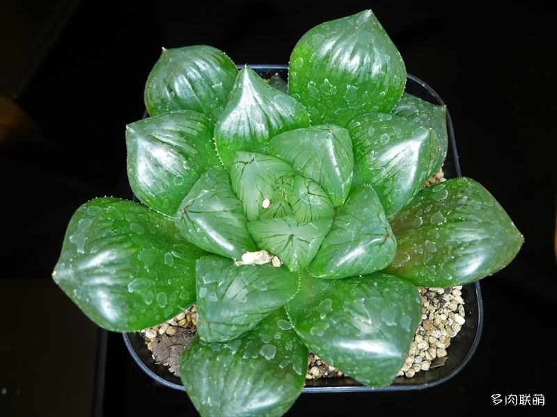 多肉玉露寿的品种图鉴,日本十大耐阴多肉