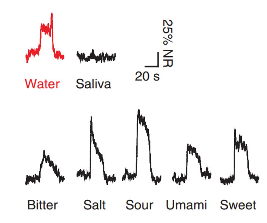 味觉系统对什么的检测比较灵敏,味觉识别方式