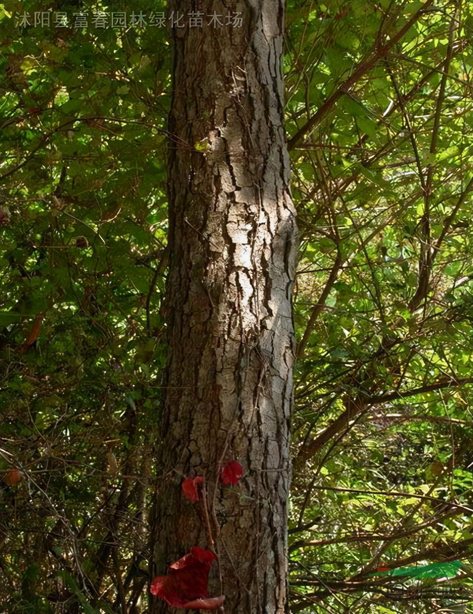 常见木材的种类简介及图片,常见木材的种类档次