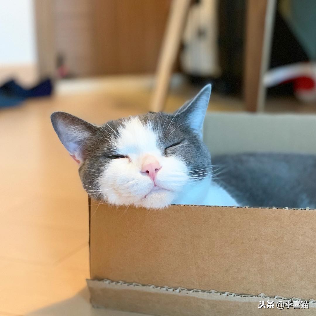 猫咪怀孕铲屎官要怎么办,猫咪怀孕生娃吃什么