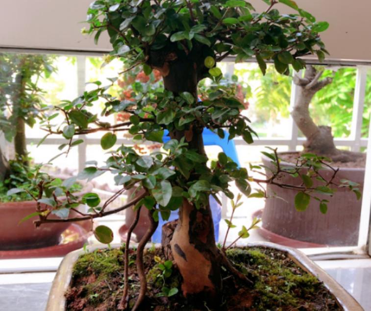 修剪的基本方法有什么,修剪技巧