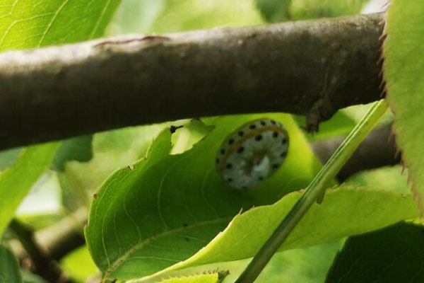 梨树下面的土壤能杀死什么虫,梨树黄粉虫前期图片