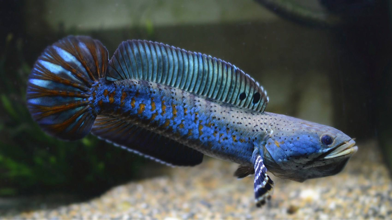 观赏鱼内感染,观赏鱼细菌性感染怎么造成的