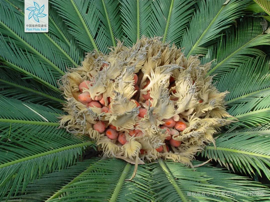 迎接COP15,保护生物多样性丨长江里有什么之“巴蜀之宝”苏铁