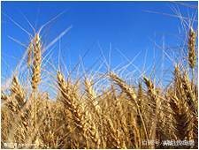 麦子防病何时喷药好,小麦拌种最简单方法