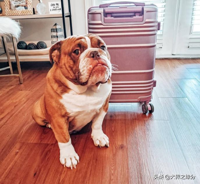 缇庡浗鐤儏涓嬬殑瀹犵墿鐙楃嫍,缇庡浗鐤儏涓嬬殑鐙楃嫍