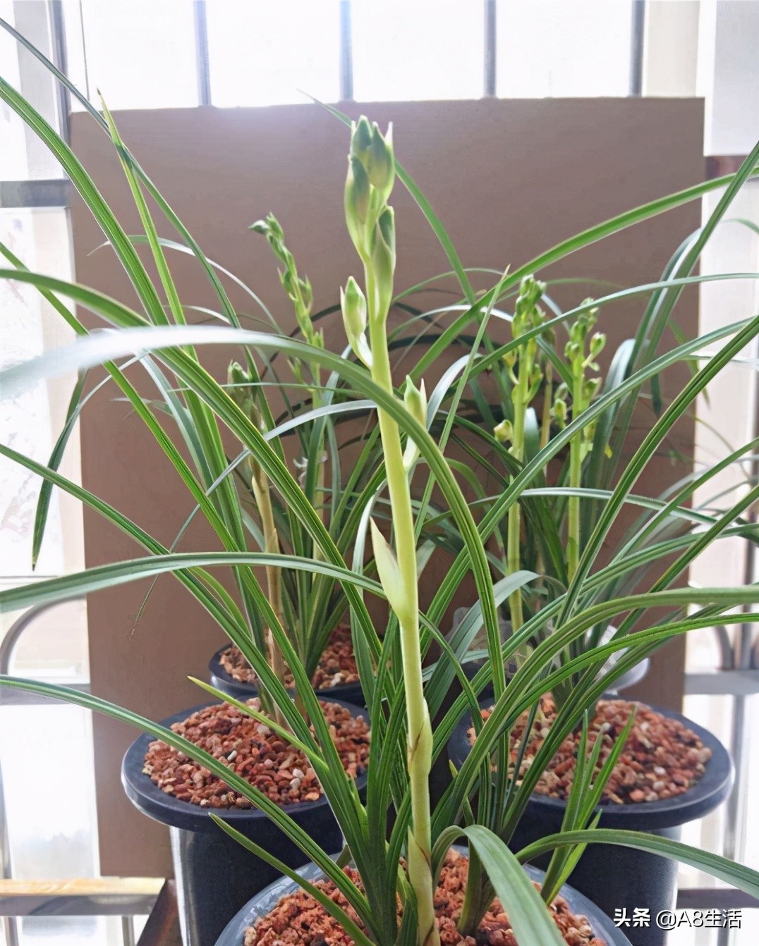 老上海兰花怎么挑选,每日一品中国兰花春兰