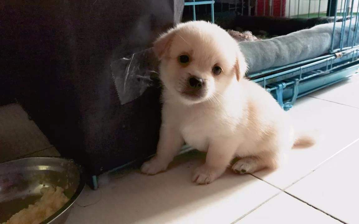 新买的小狗狗不吃怎么办,刚领养的小狗不吃不喝怎么办