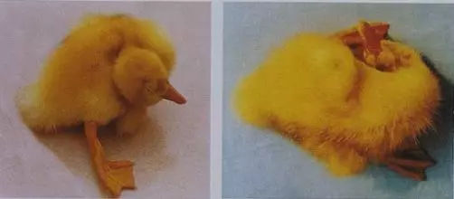 肉鸭15天后仰摇头站不稳,23天肉鸭出现瘫痪是什么原因