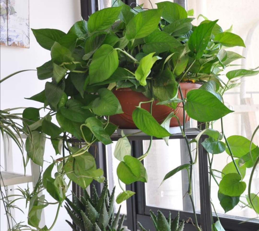 8种好养又好看的室内绿植,100种好看的观叶植物