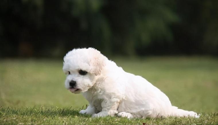 怎么知道比熊有虫,两个月大的比熊身上有虫怎么处理