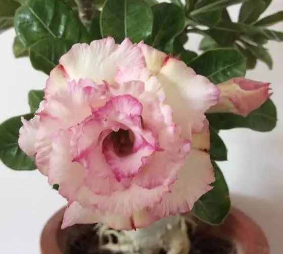 84个沙漠玫瑰品种，收起来慢慢看，待到来年春天选几种喜欢的养