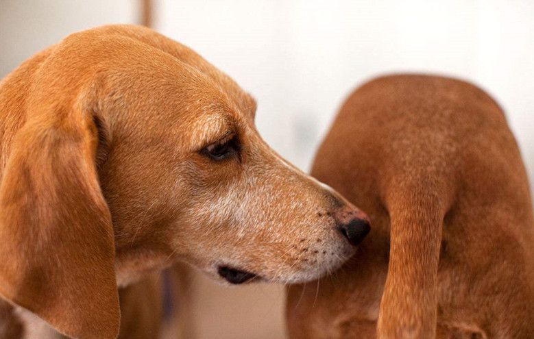 狗狗一见面,为什么会先“闻屁股”?科学研究这是彼此交流的方式