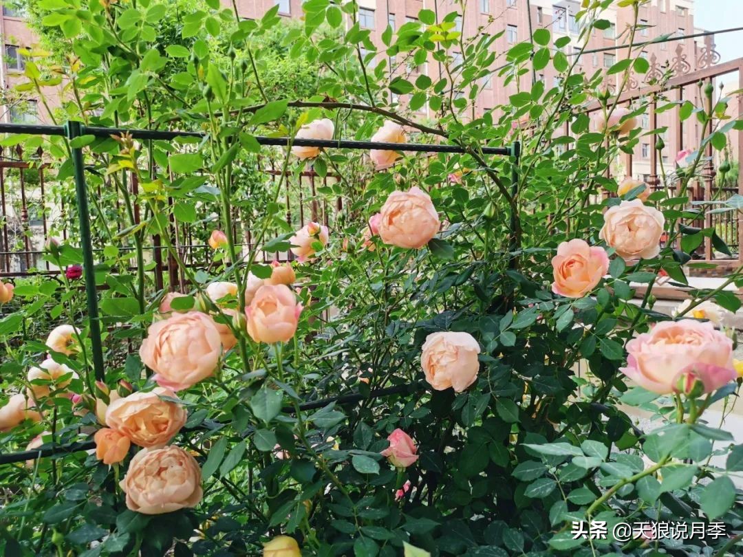 圆滚滚的绣球，瀑布般的花墙，这届花友也太会种花了吧