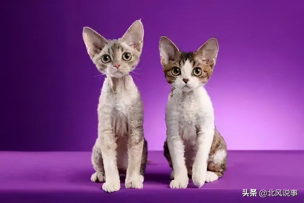 常见宠物猫的品种及价格,常见的十大宠物猫品种介绍大全