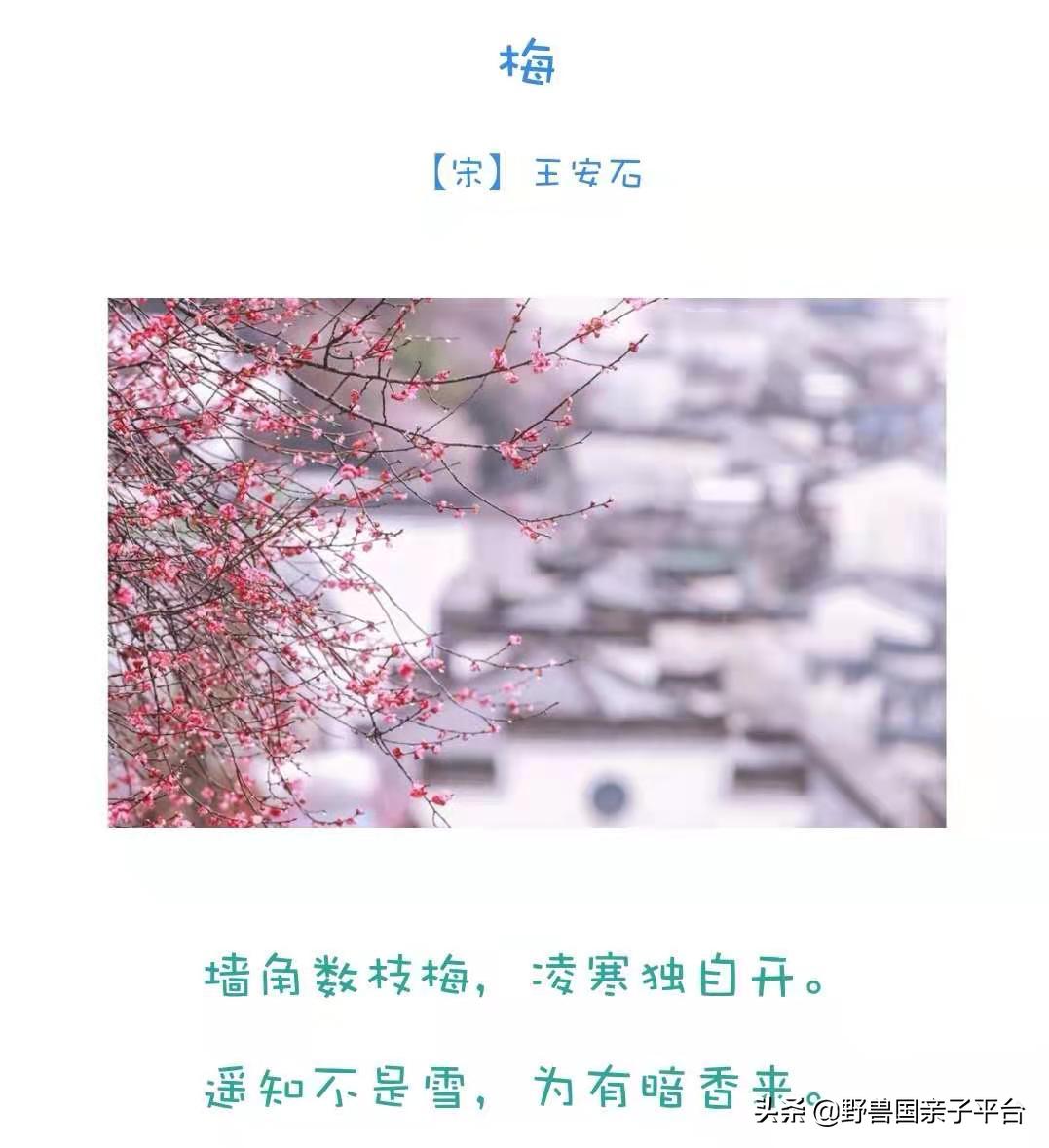 春天的花真的很美丽让人向往,春天的花也太美了