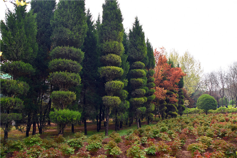 西安牡丹苑,西安牡丹苑小区