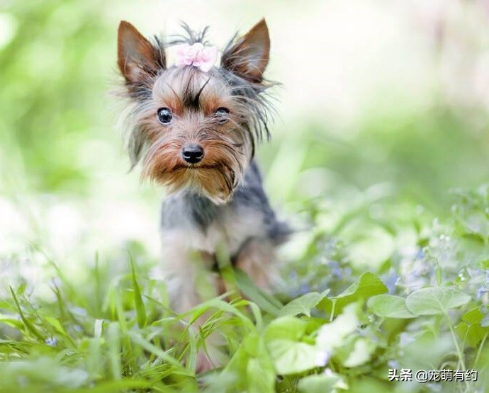 约克夏犬的特性,约克夏宠物怎么养