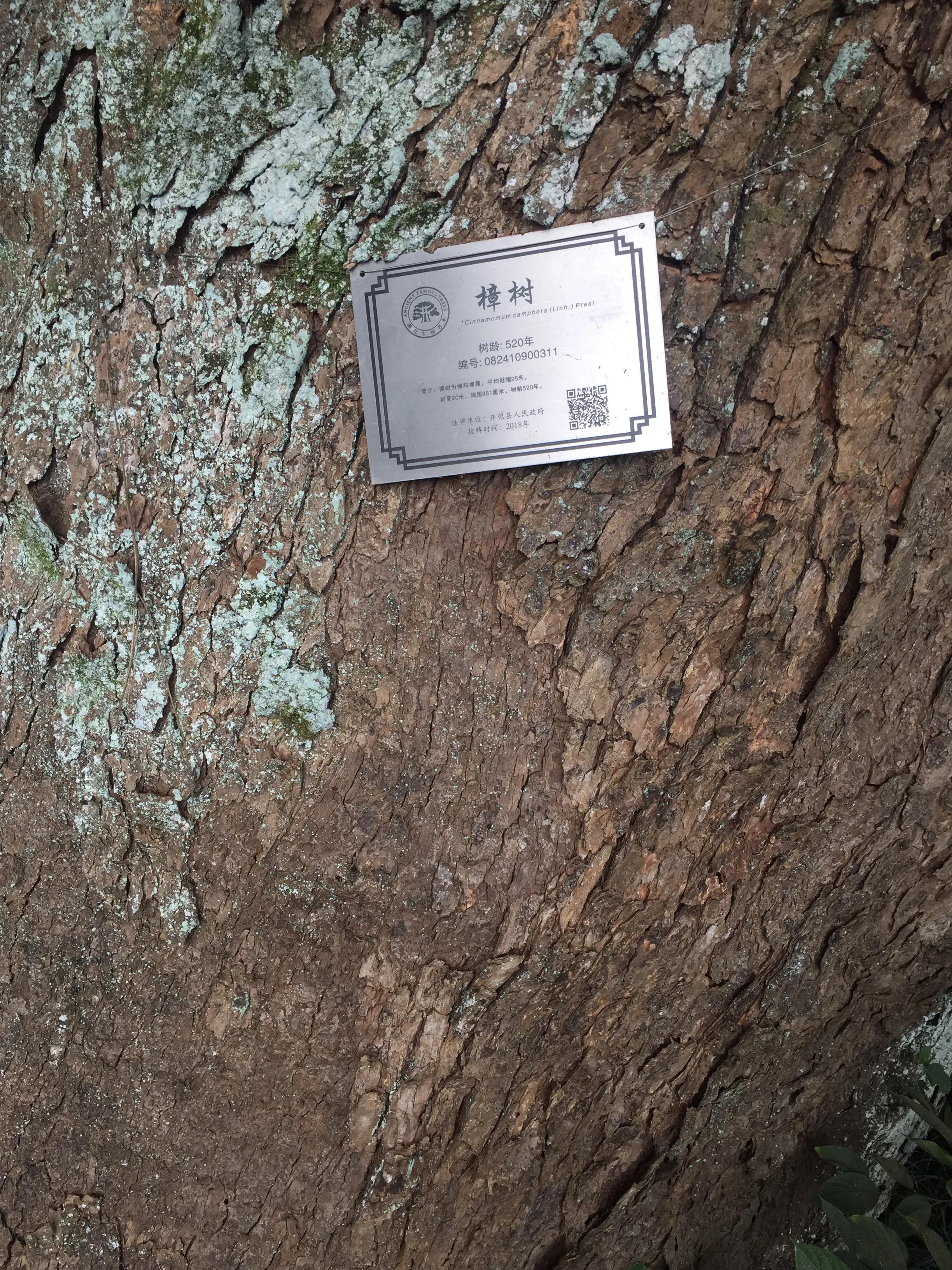 森林资源优势,森林资源是重要的宝藏