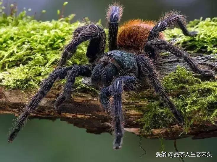 最新世界十大“怪”,最后一个太绝了!