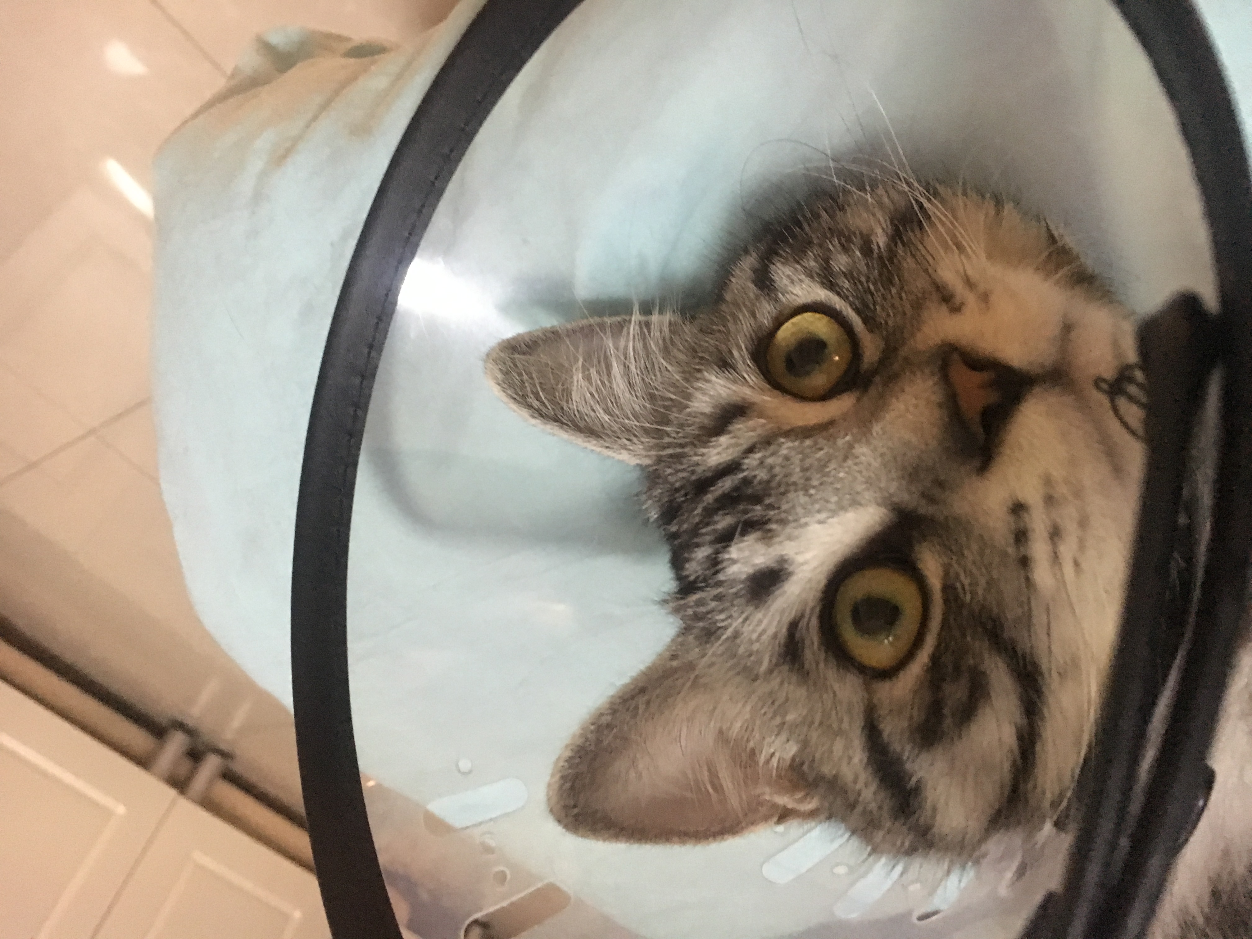 猫咪被“割蛋蛋”后,7天不理主人:如果重来,我会...