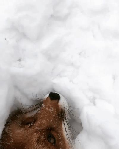 俄罗斯小哥救了兔狲,俄罗斯小哥救了只兔狲