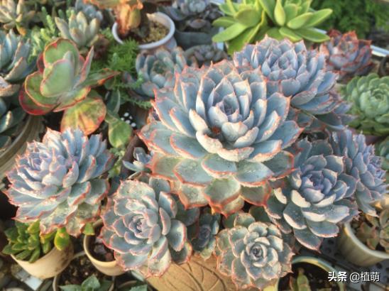 蓝石莲能露养吗,蓝石莲的养殖方法和注意事项