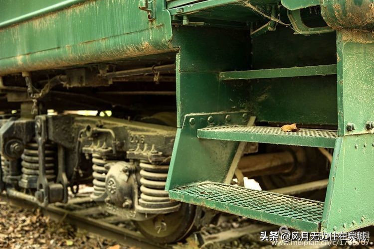 济南的法国梧桐,济南梧桐树美景