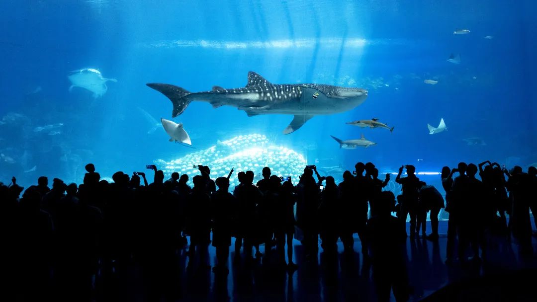 珠海火了！世界级酷炫“蓝天盛宴”，这座宝藏城市必须隆重介绍