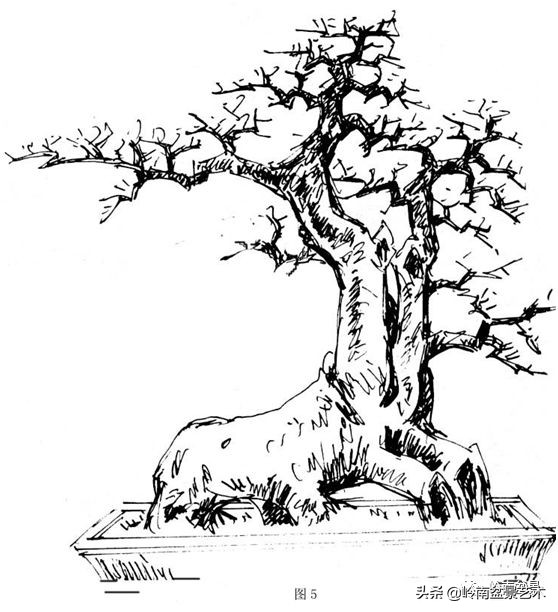 盆景侧枝和飘枝有什么区别,盆景大飘枝讲解