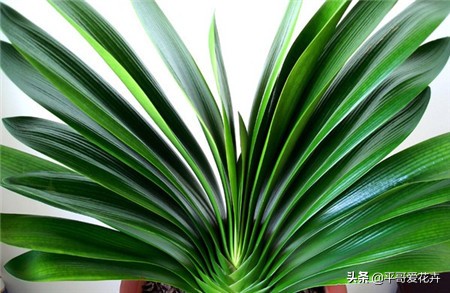 养君子兰的正确方法怎么浇水,8月份君子兰花怎么养才能旺盛