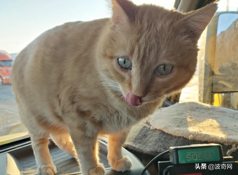卡车司机收养流浪猫三只,卡车司机收养流浪猫抖音