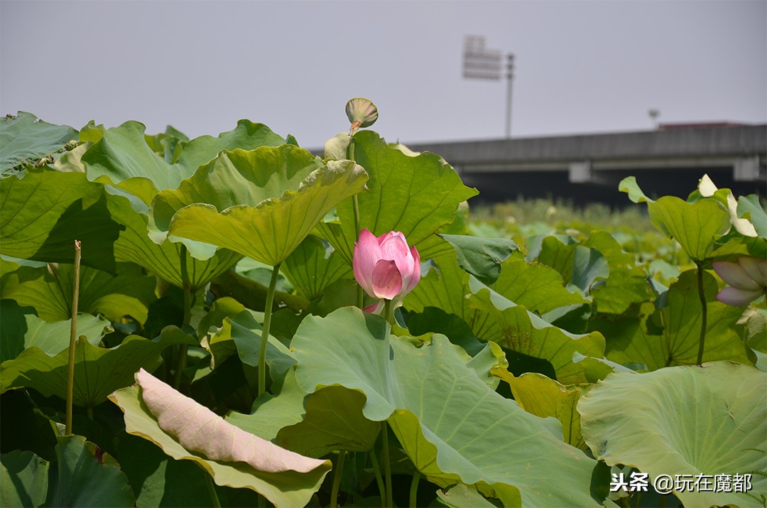 上海以农业为主的区,上海郊区发展最好的镇