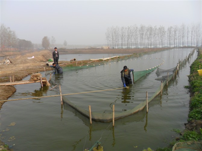 农业养殖致富项目泥鳅,水产养殖泥鳅能赚大钱